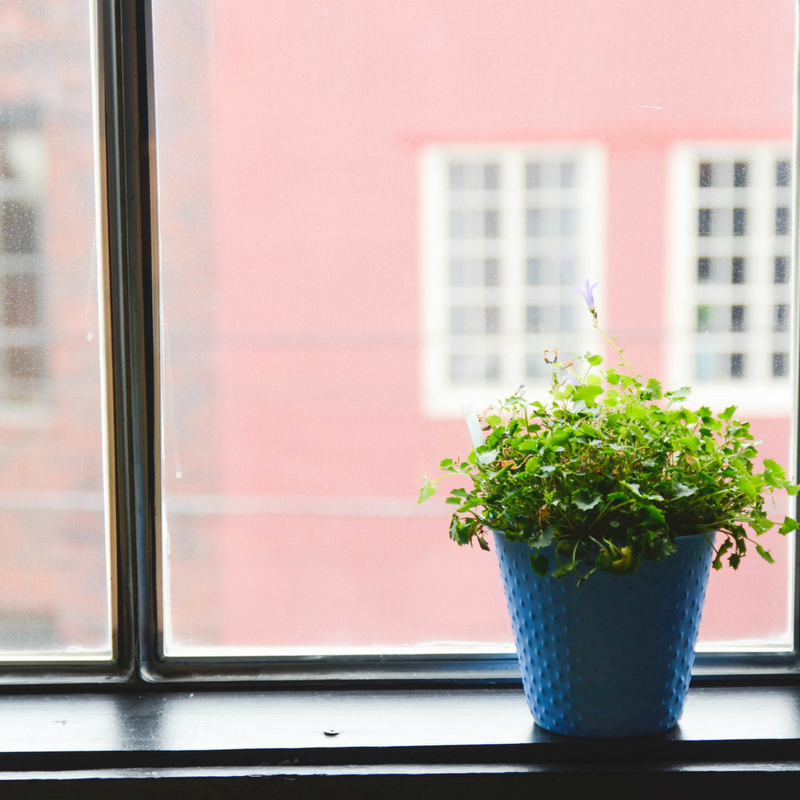 Plant in a window