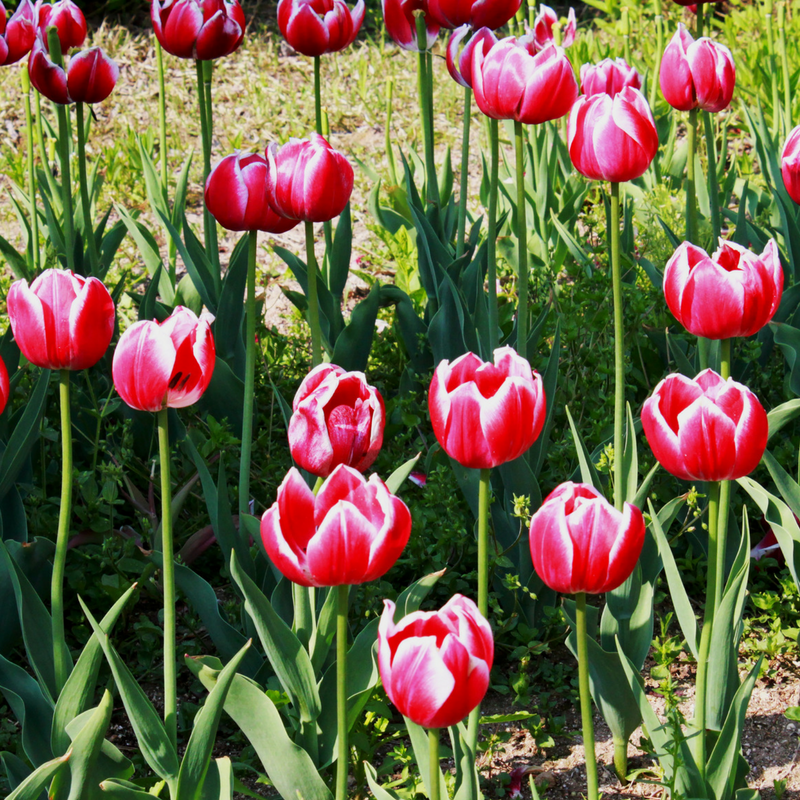 4 Ideas for Your Garden this Spring