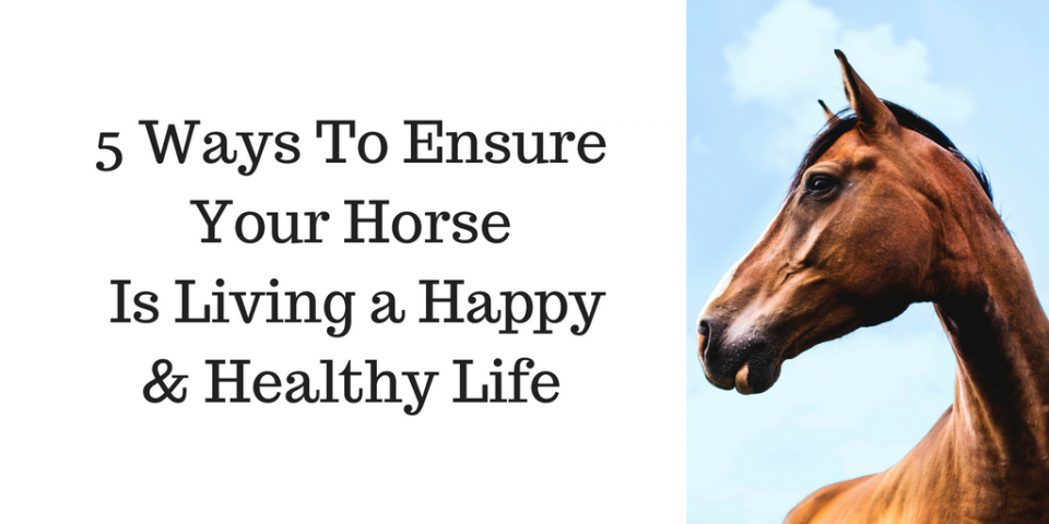 5 Ways To Ensure Your Horse Is Living A Happy and Healthy Life