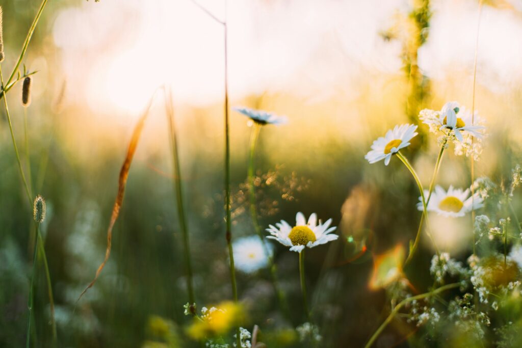 Sprng Wild Flowers